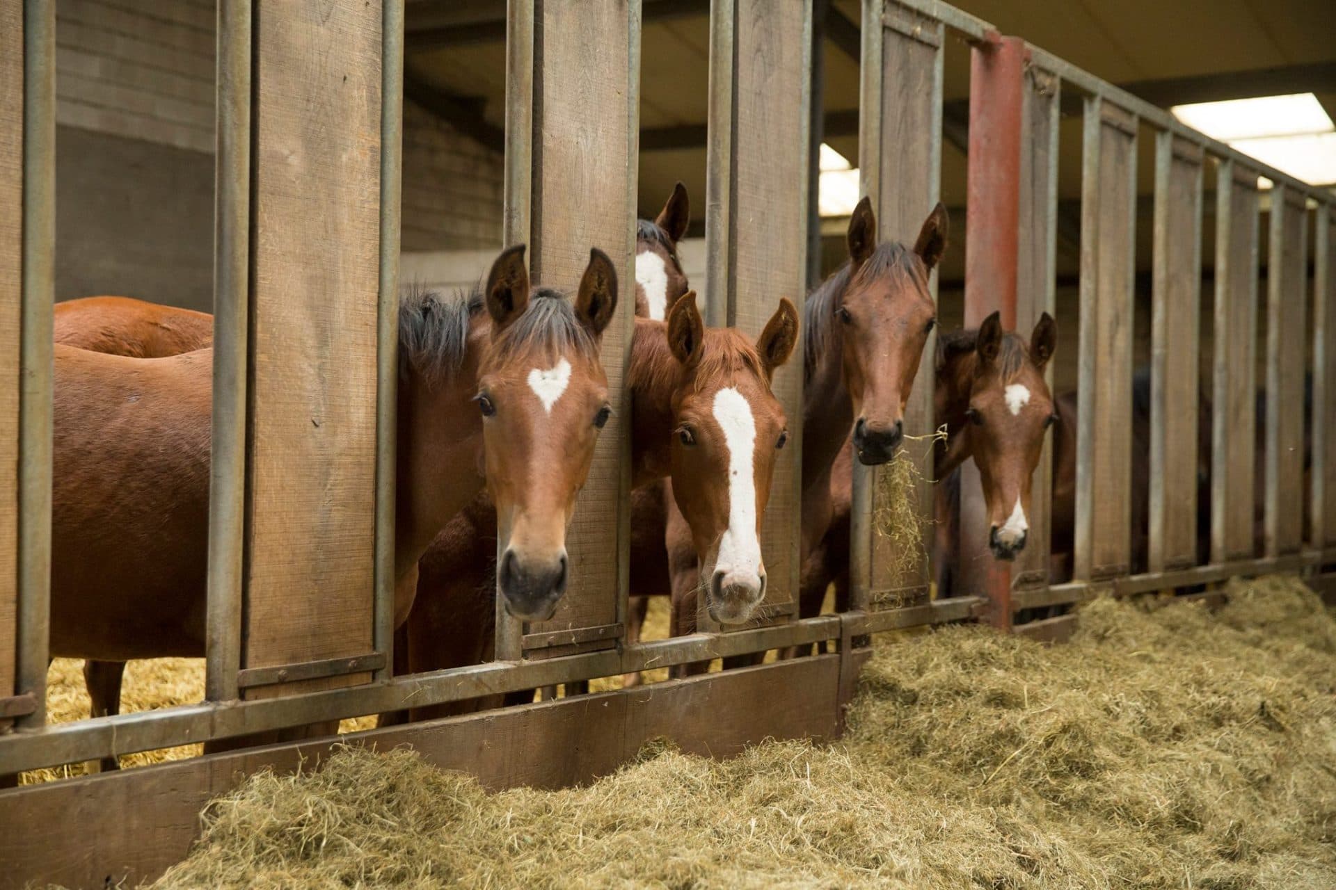 Drie paarden in stal met stro, klaar voor verzorging.