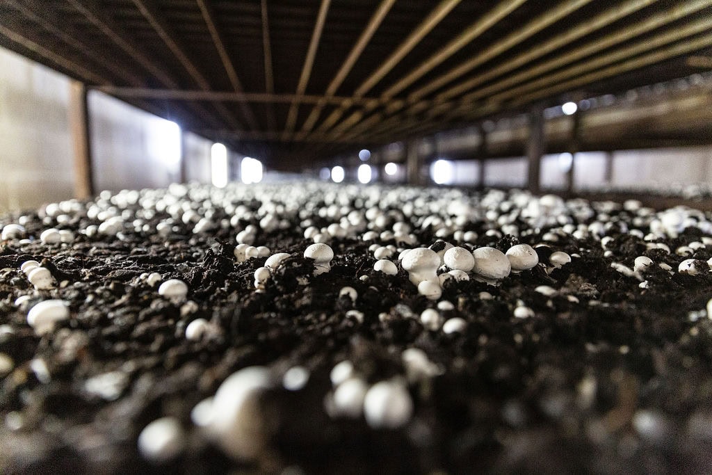 Mushroom sprouts grow in the soil under a wooden table.