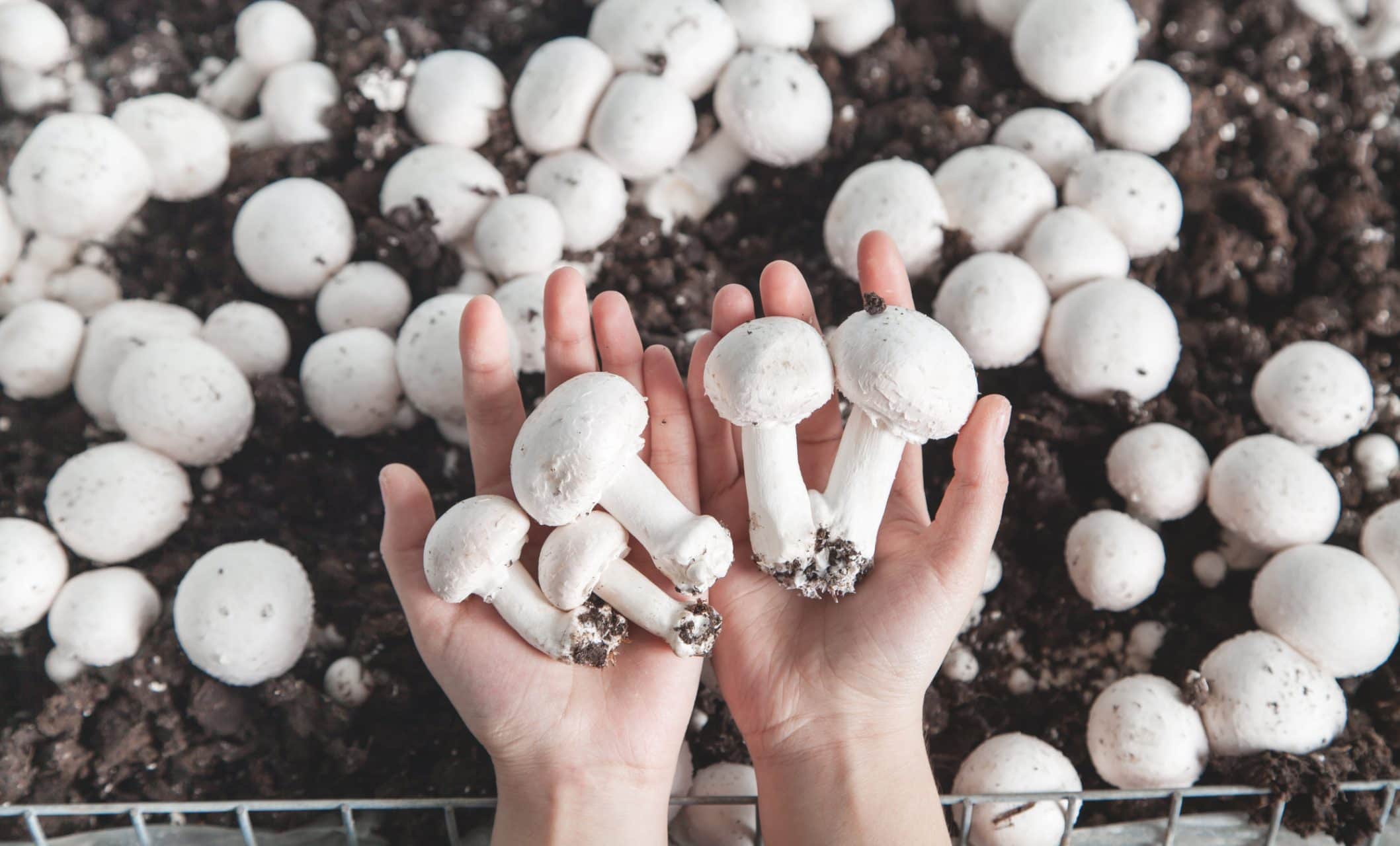 Hand met verse champignons op een bed van aarde en paddenstoelen.